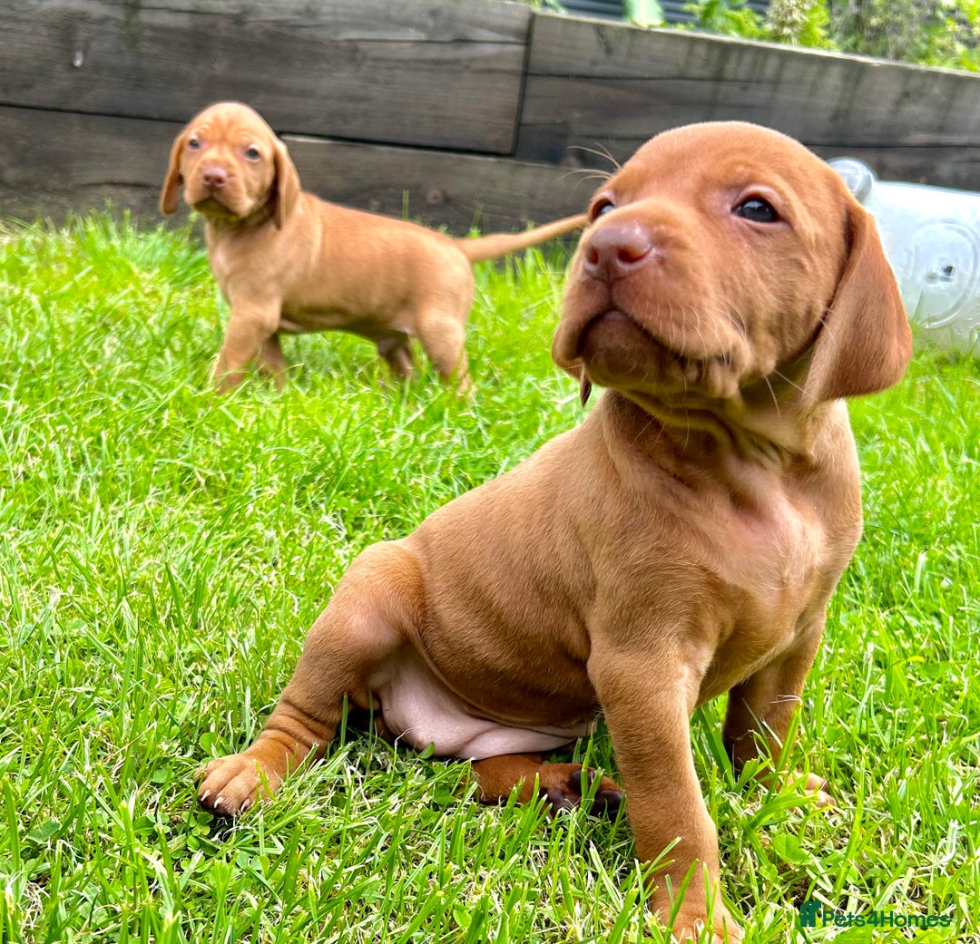 Hungarian Vizsla dogs for sale: KC Hungarian Vizsla Puppies for sale - Image 7