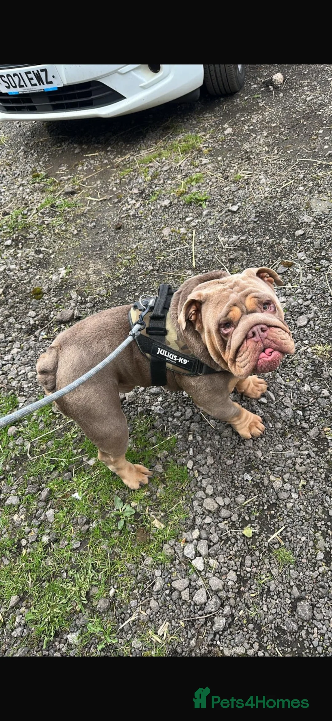 English Bulldog dogs for sale: 🏆 🏅KC reg ENGLISH BULLDOG pups 🏅🏆 - Advert 8