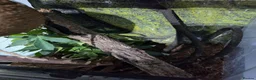 Gecko reptiles for sale: Crested gecko + 24.6L subatrate  - Advert 6