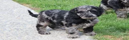 Cockapoo dogs for sale: F1 COCKAPOO PUPPIES FOR SALE - Advert 3
