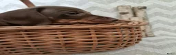 Dachshund dogs for sale: KC reg Standard Dachshund Puppies - Advert 20