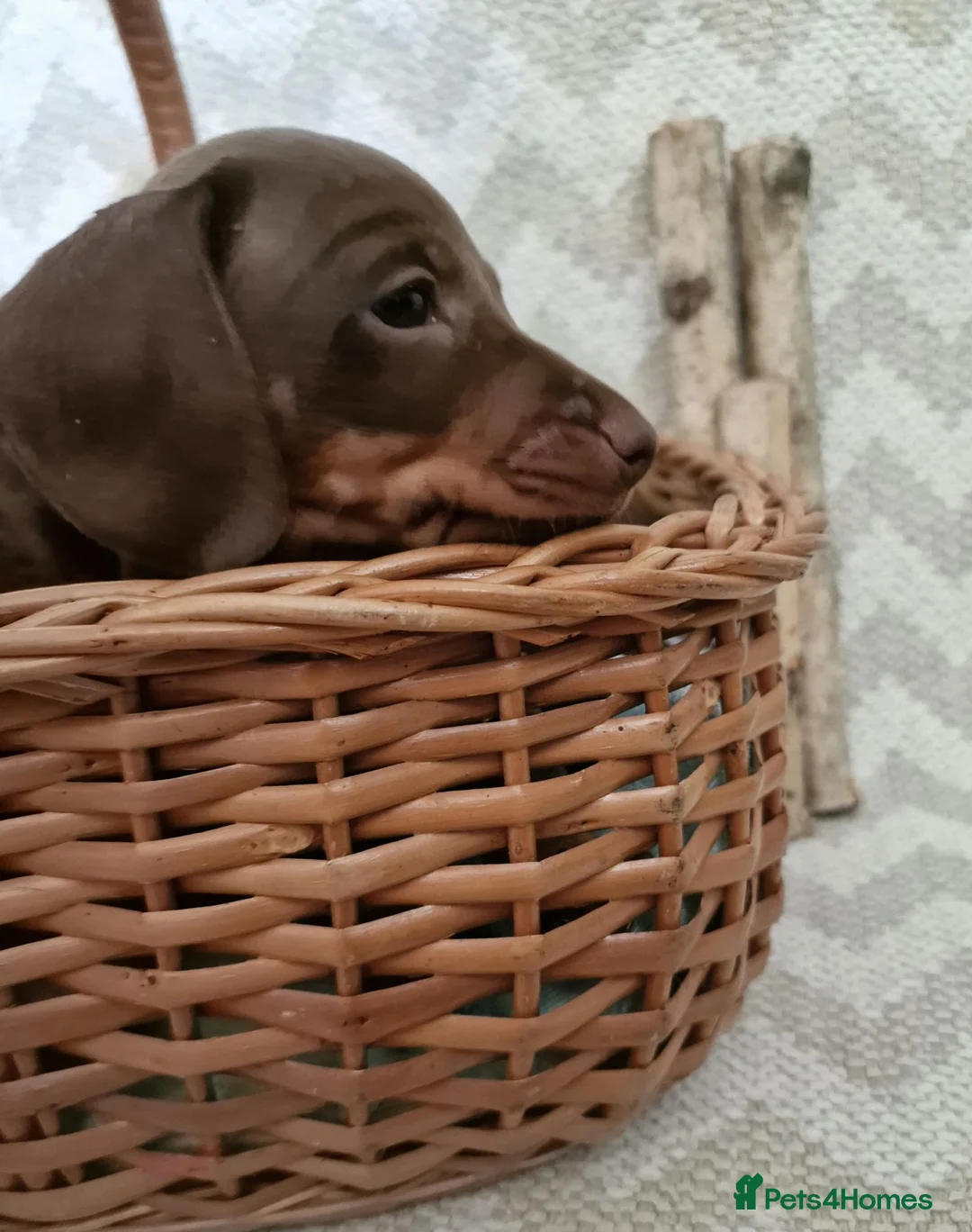 Dachshund dogs for sale: KC reg Standard Dachshund Boy - Advert 36