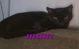 Mixed Breed cats for sale: Mixed breed Beautiful kittens - Image 6