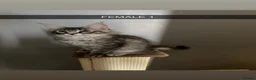 Maine Coon cats for sale: 4x maine coons for sale in Ashton-under-Lyne - Advert 9