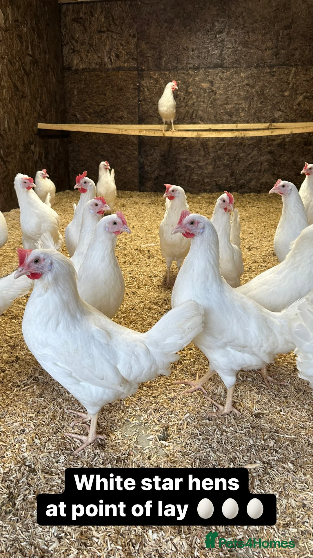 Chickens poultry for sale: Coloured hybrid hens at point of lay - Advert 7