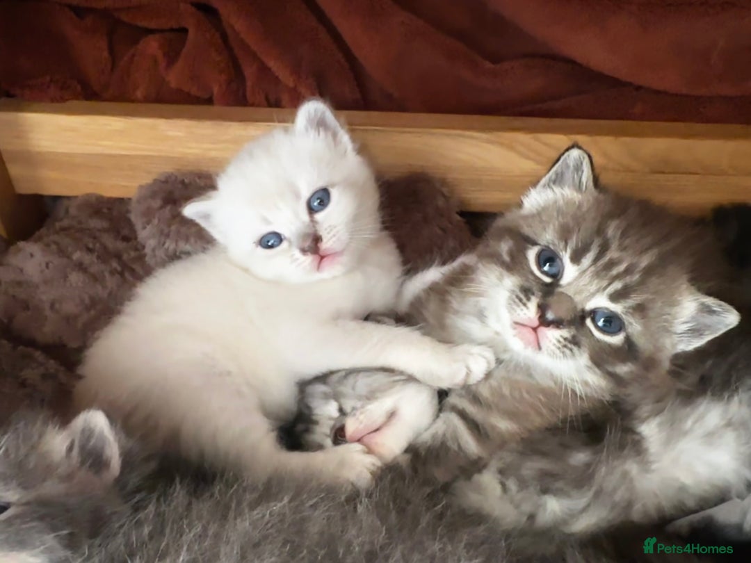 Perdoll cats for sale: FLUFFY PERDOLL KITTENS - Image 23