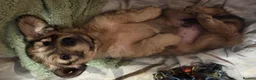 Dachshund dogs for sale: 4 Long Haired Mini Dachshunds beautifully stunning - Advert 26