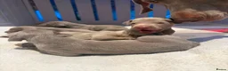 Weimaraner dogs for sale: Stunning puppies, one chuncky silver boy available - Advert 15