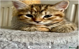 Bengal cats for sale: Bengal mix - Image 5