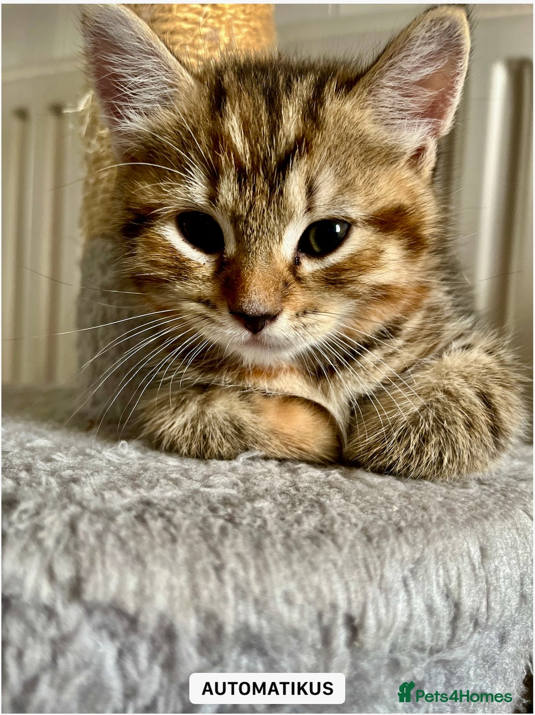 Bengal cats for sale: Bengal mix - Image 5