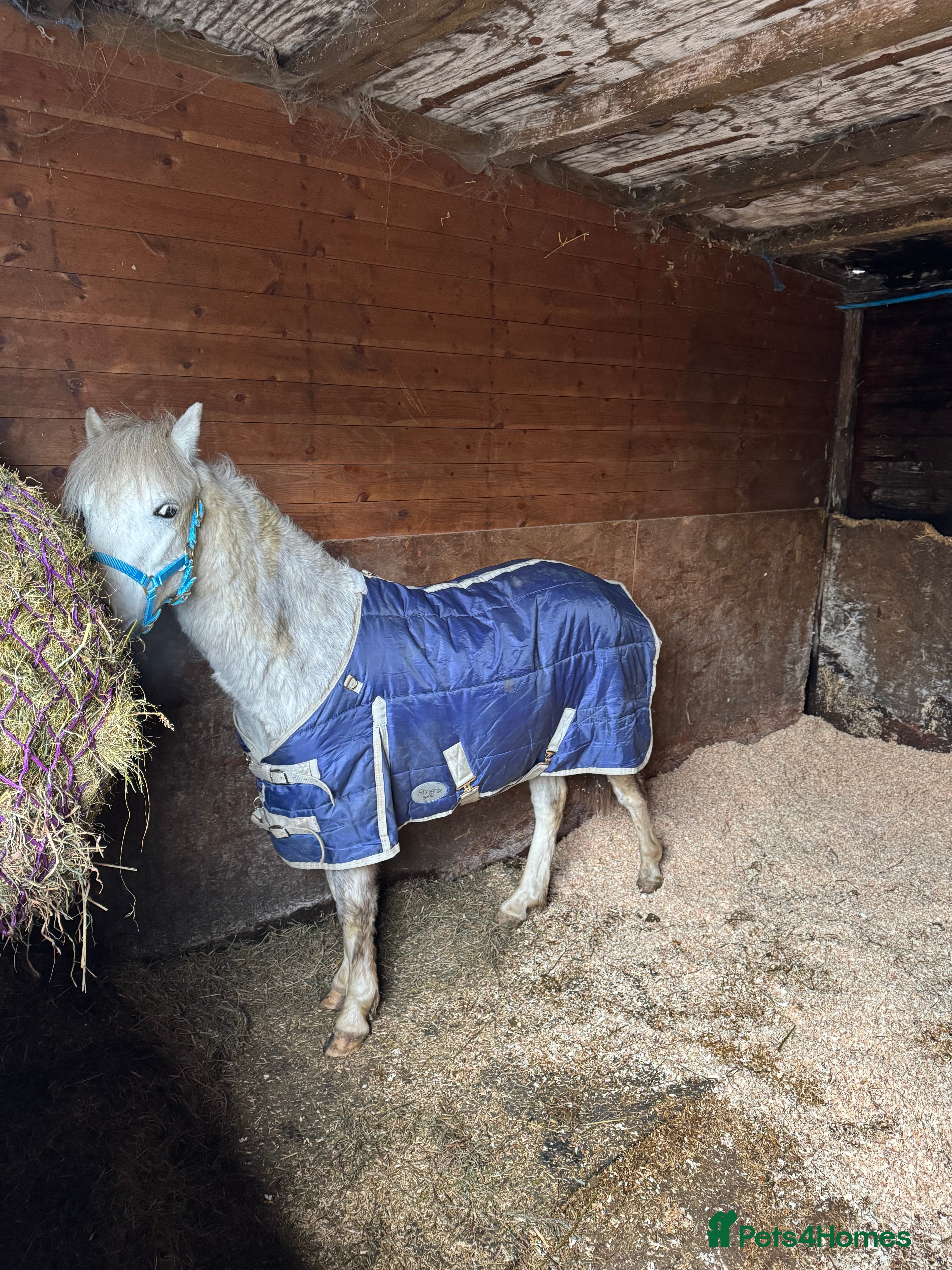 Welsh Section A horses Lovely little gelding - Advert 1