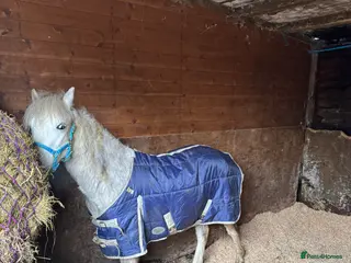 Welsh Section A horses Lovely little gelding - Advert 1