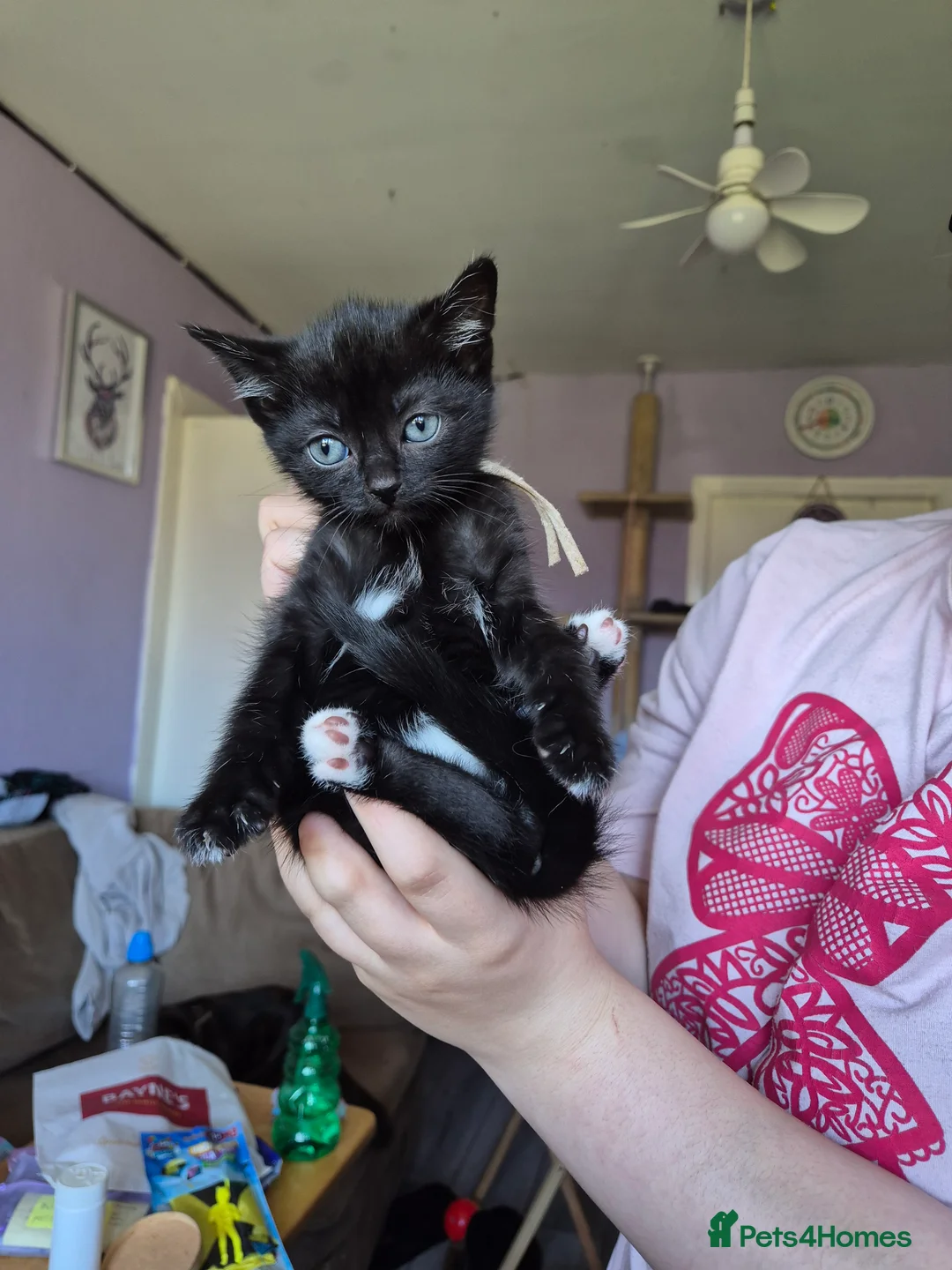 Mixed Breed cats for sale: 5 girls and one boy kitten - Advert 13