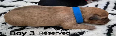 Puppy 6