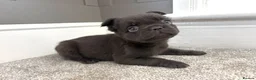 French Bulldog dogs for sale: 🎃🐾 FLUFFY FRENCH – READY 26TH OCTOBER! 🐾🎃 - Advert 15