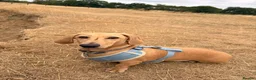 Miniature Dachshund dogs for sale: Male and female Dachshund for sale  - Advert 5