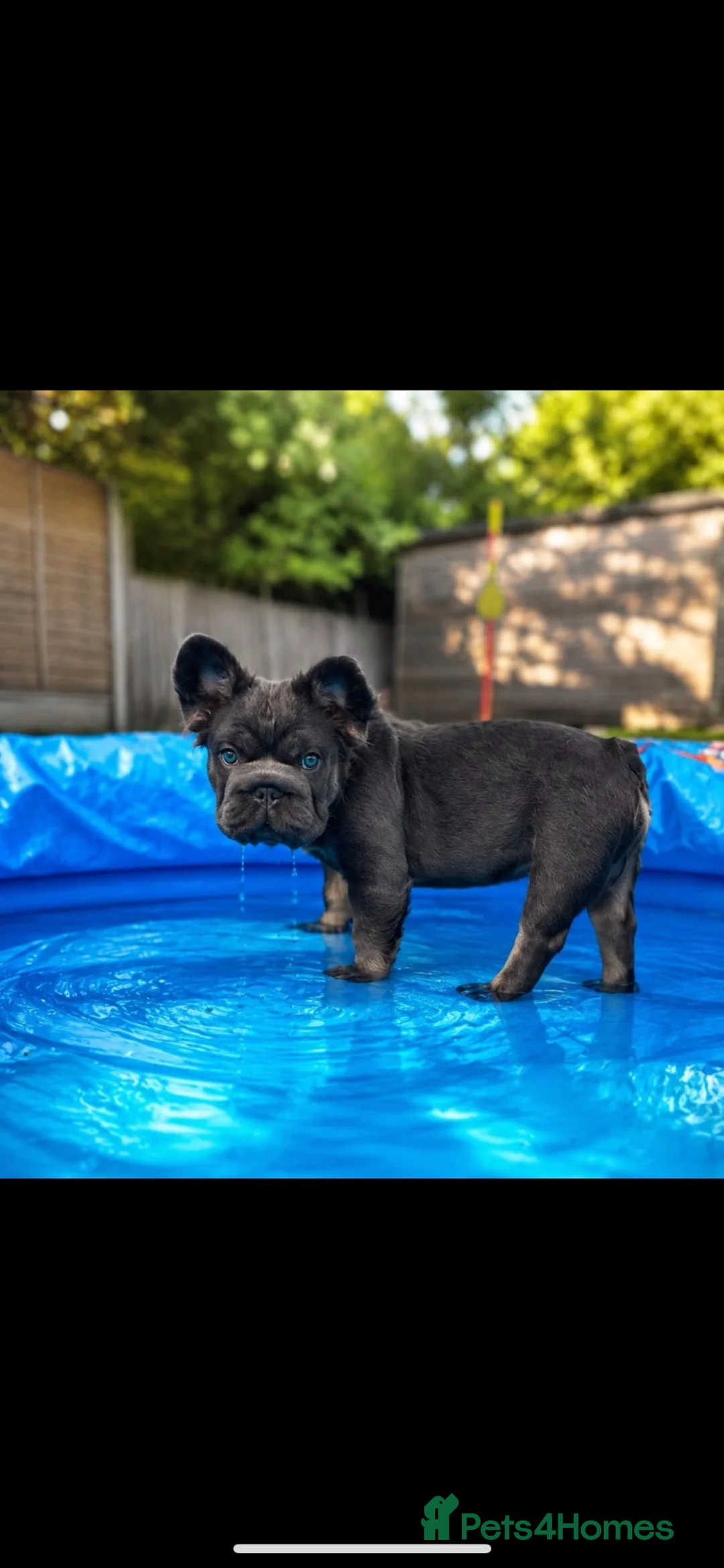 French Bulldog dogs for sale: Fluffy french bulldog in Spalding - Advert 1