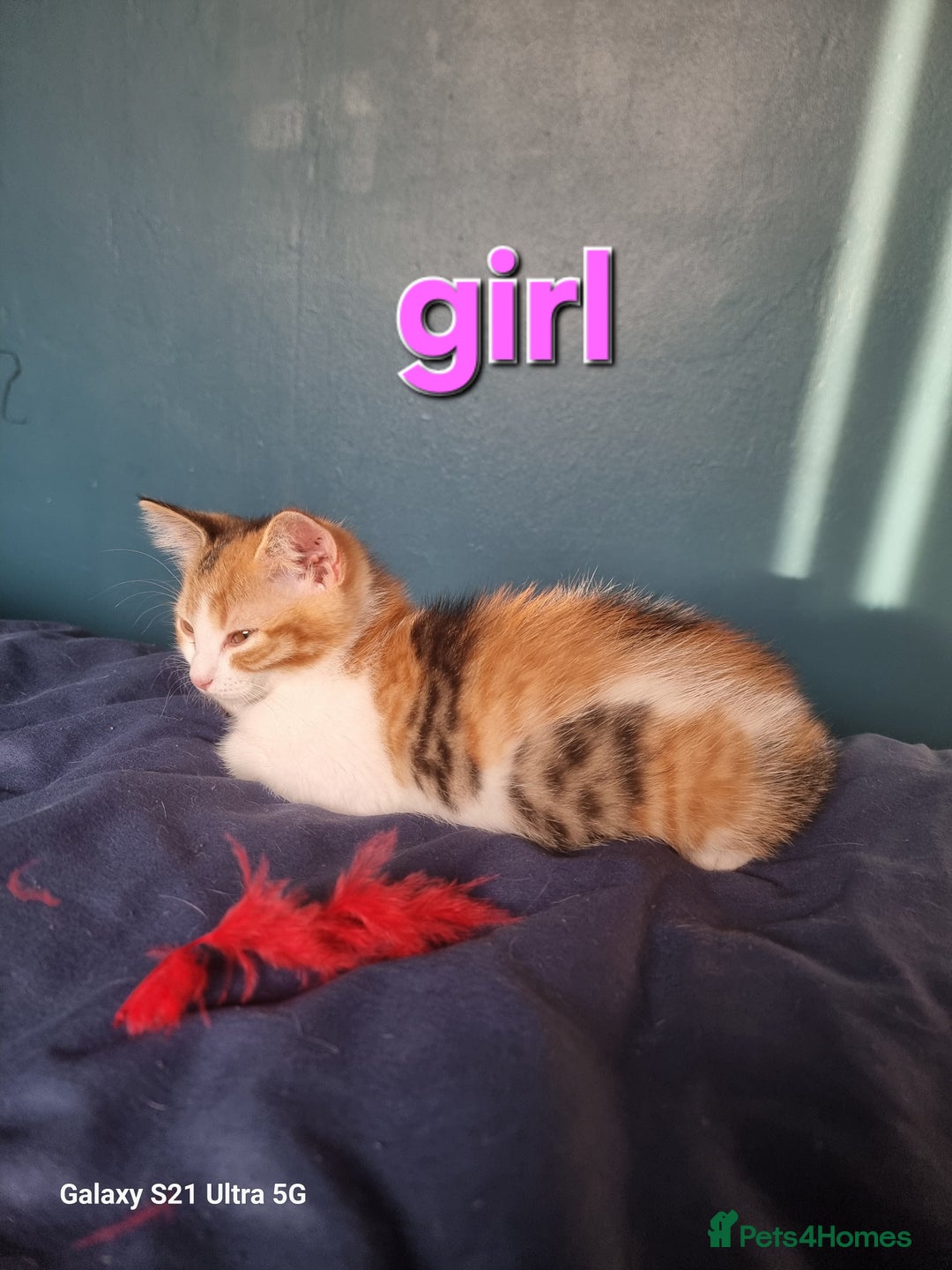 Mixed Breed cats for sale: Scottish straight mixed kittens - Image 1