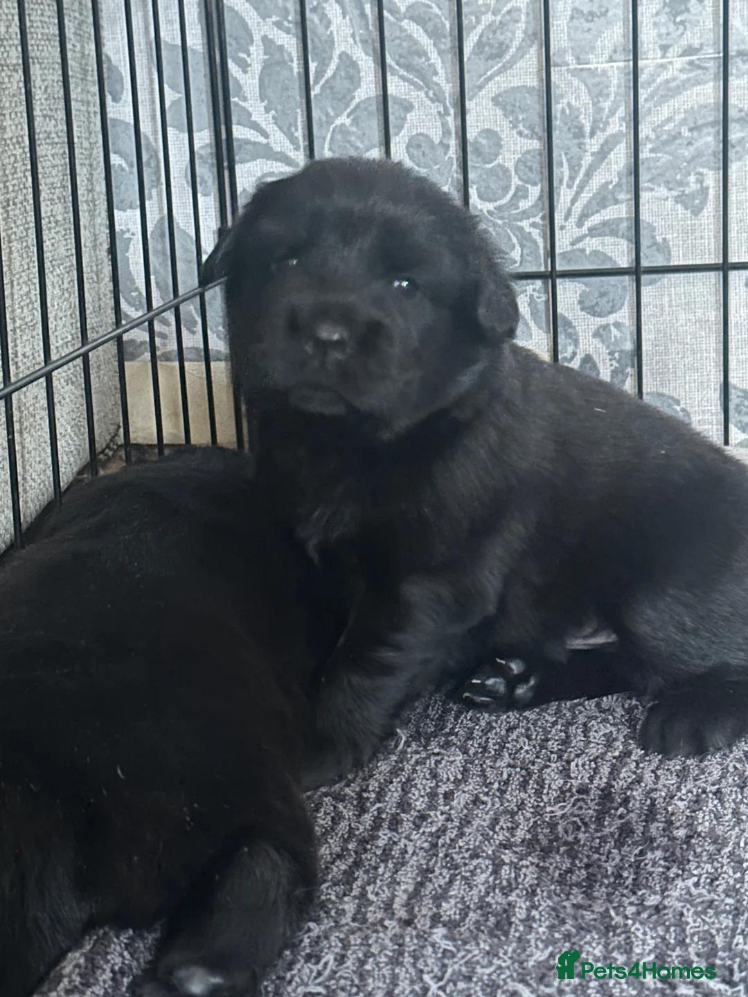 Mixed Breed dogs for sale: Springer spaniel x chow chow in Northampton - Advert 6
