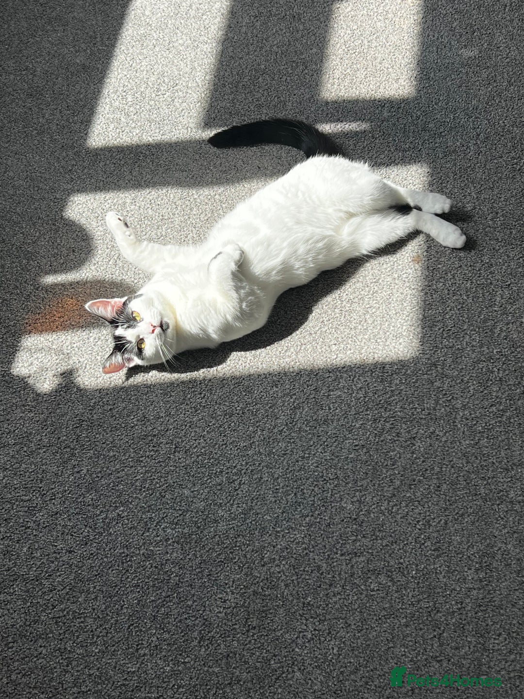 Domestic Shorthair cats for sale: Nova - indoor cat looking for new family - Advert 4