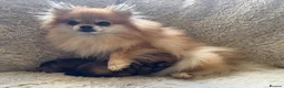 Pomeranian dogs for sale: KC Reg Pomeranian Girl puppy available  - Advert 7