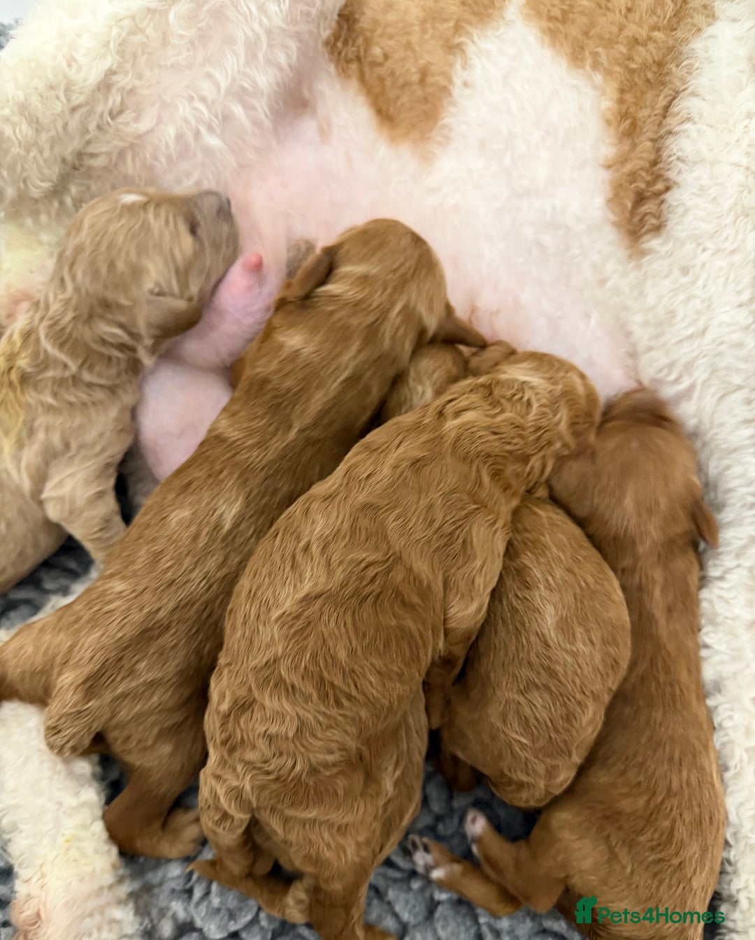 Mini Goldendoodle dogs for sale: Stunning Goldendoodle Puppies  - Image 6