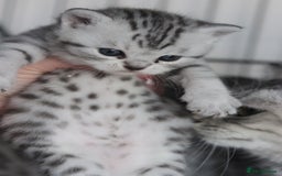 British Shorthair cats for sale: GCCF British Shorthair Silver Kittens - Advert 20