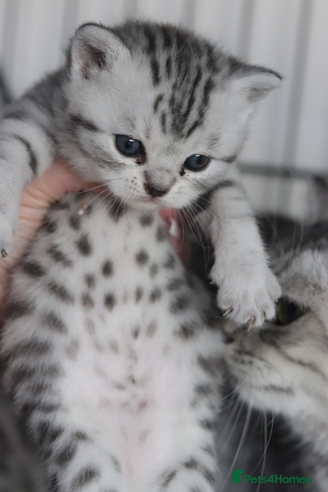 British Shorthair cats for sale: GCCF British Shorthair Silver Kittens - Advert 20