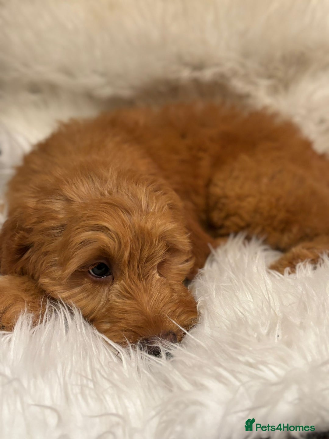 Goldendoodle dogs for sale: Ready Now deep red Golden Doodle F1 pups  - Advert 9