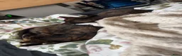Mixed Breed cats for sale: 2 female kittens Bengal X Mainecoone in Exeter - Advert 6