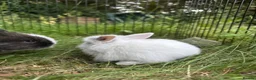 Mixed Breed rabbits for sale: 3 baby rabbits ready for reservation  - Advert 2