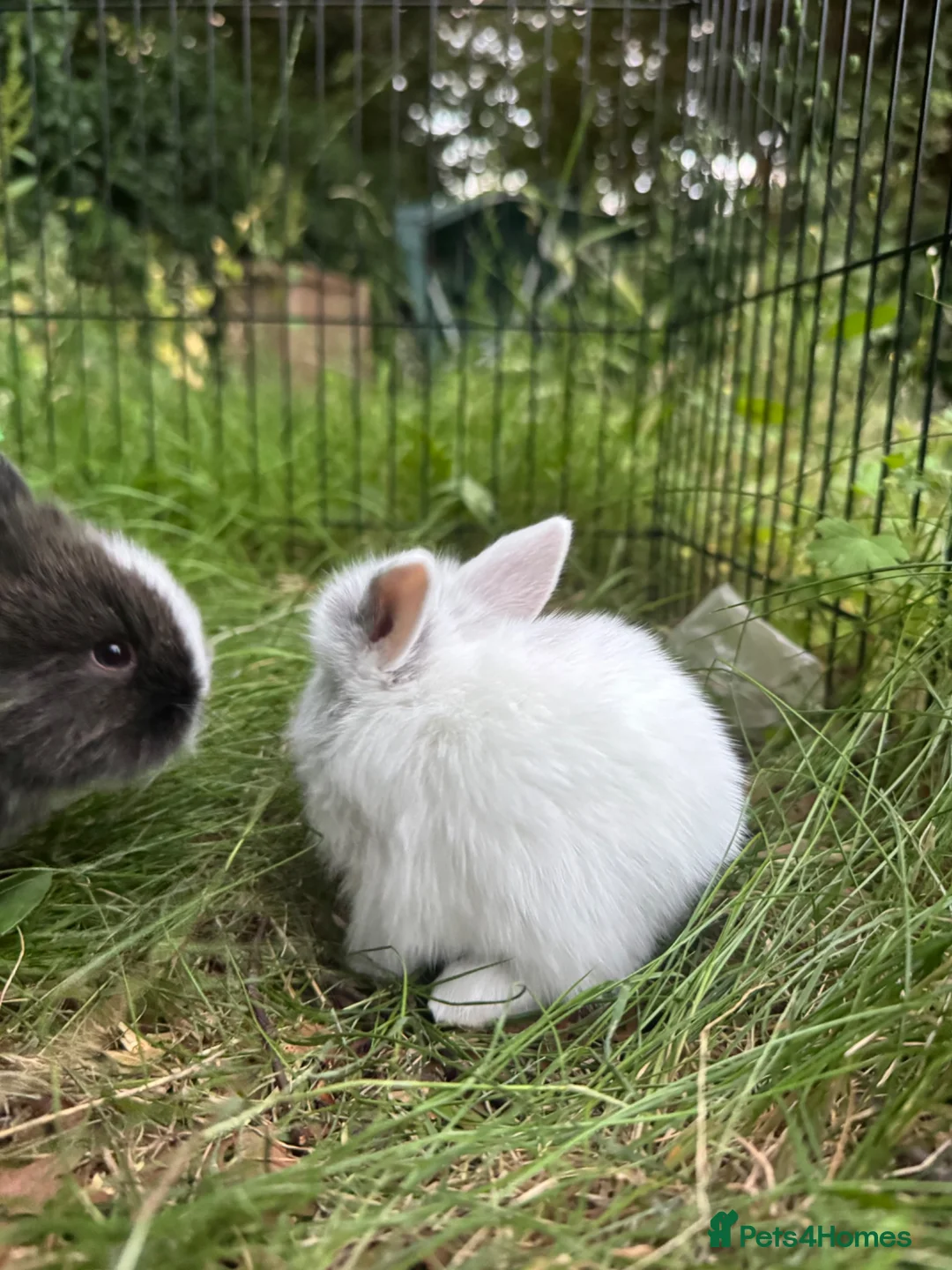Mixed Breed rabbits for sale: 3 baby rabbits ready for reservation  - Advert 2