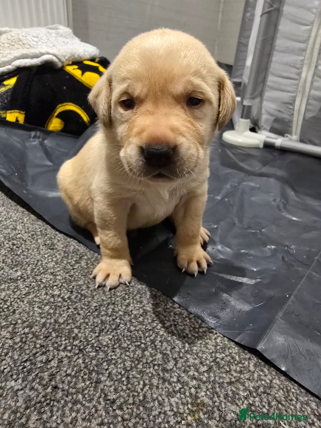 Labrador Retriever dogs for sale: Stunning Labrador Puppies 🥰 - Image 6