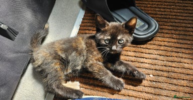 British Shorthair cats - Advert 1