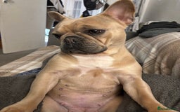 French Bulldog dogs for sale: Girl French bulldog 3 yrs  - Image 4