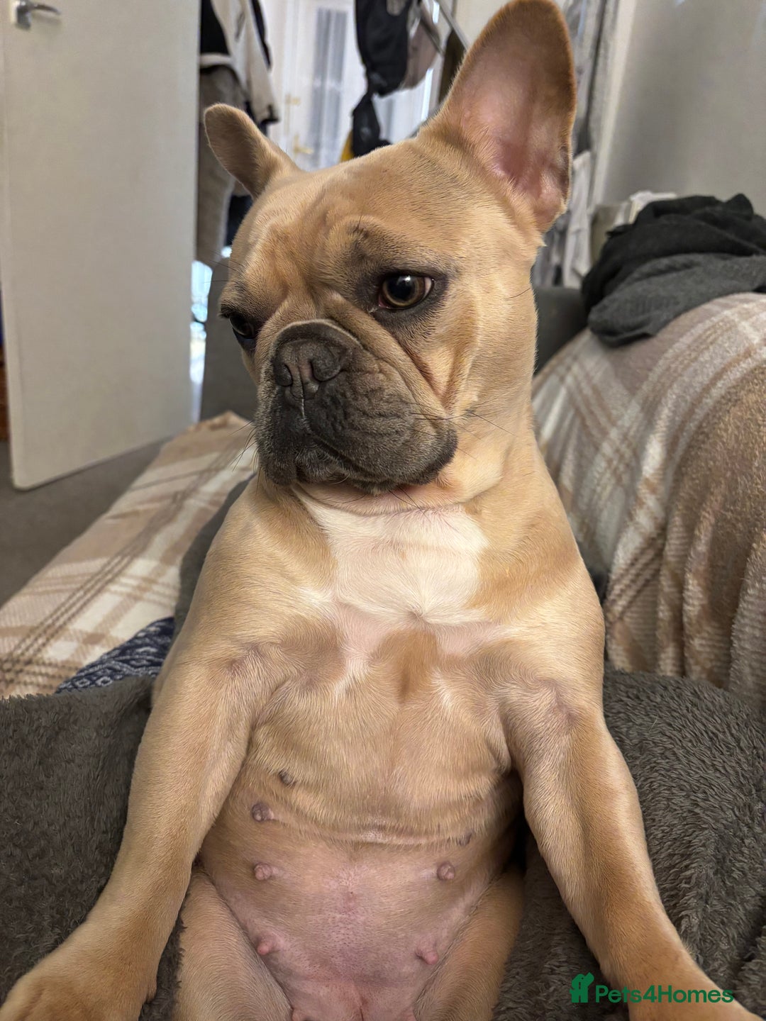 French Bulldog dogs for sale: Girl French bulldog 3 yrs  - Image 4