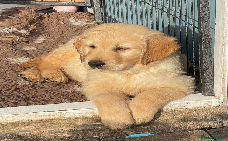 Golden Retriever dogs - Advert 1