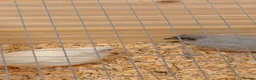 Quail poultry for sale: White and grey Button quails - Advert 1