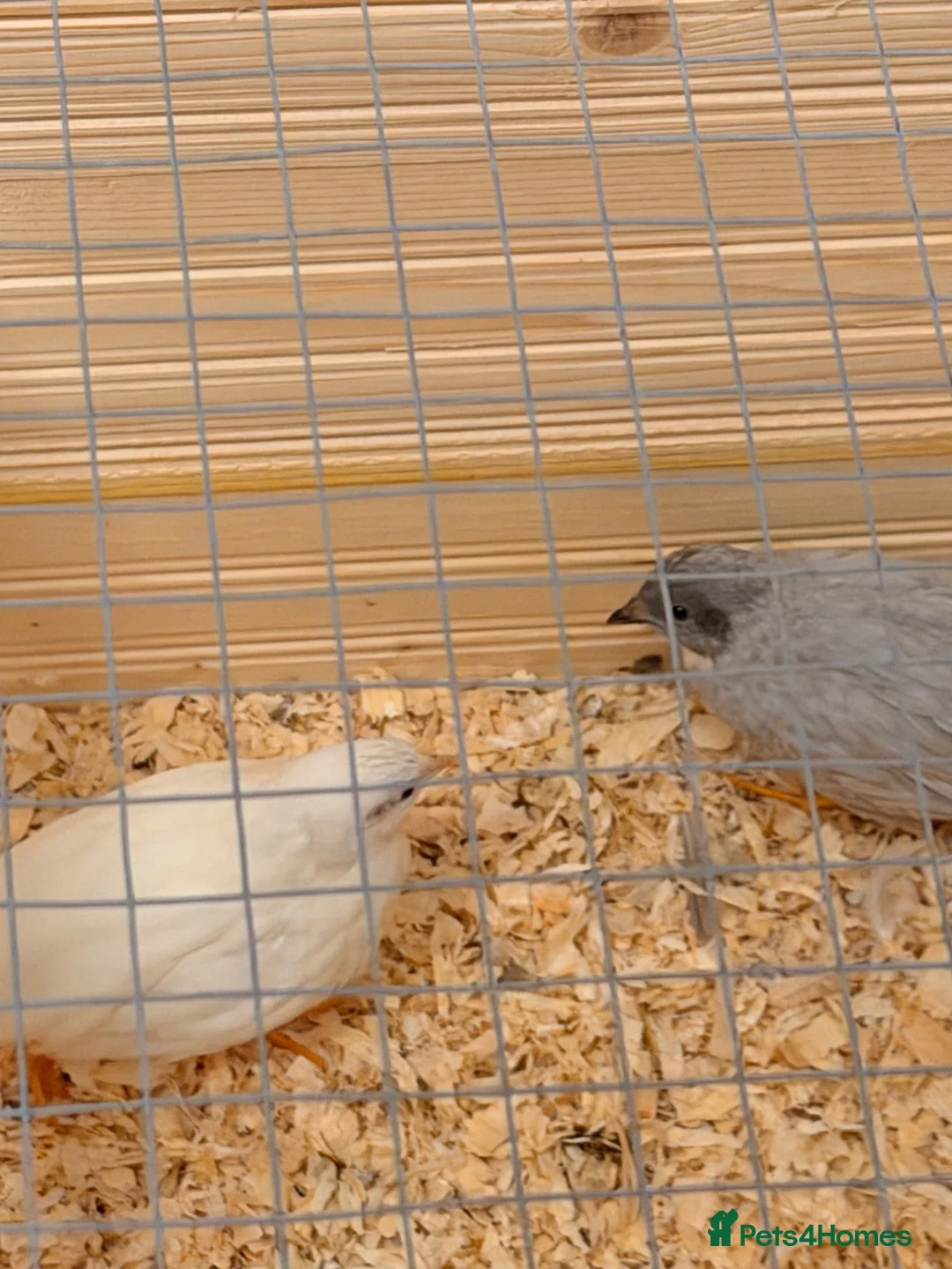 Quail poultry for sale: White and grey Button quails - Advert 1