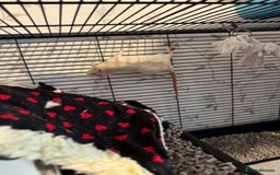 Rat rodents for sale: Beautiful rats and cage for sale  - Image 11