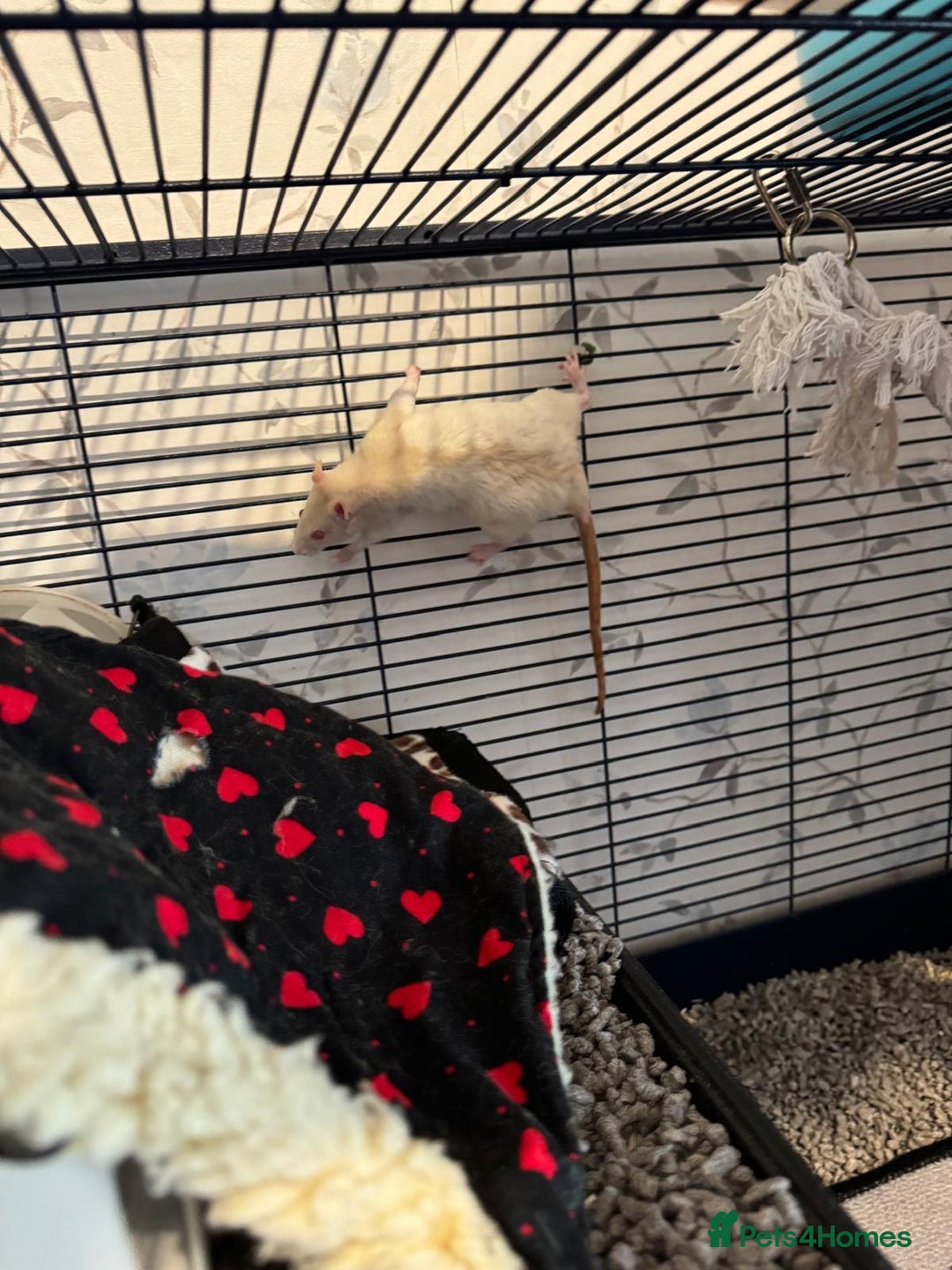 Rat rodents for sale: Beautiful rats and cage for sale  - Image 11