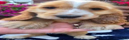 Cocker Spaniel dogs for sale: Show type Cocker spaniels  - Advert 5