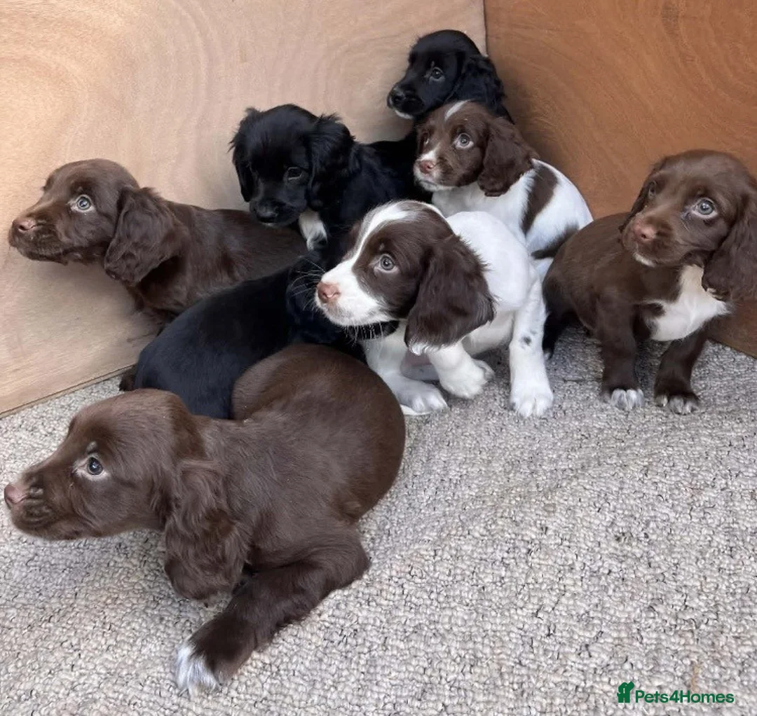 Sprocker dogs for sale: Beautiful Litter of Homebred Sprocker Spaniel Pups in Helston - Advert 1