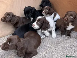 Sprocker dogs Beautiful Litter of Homebred Sprocker Spaniel Pups - Advert 1