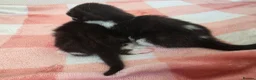 Mixed Breed cats for sale: Two beautiful black and white boy kittens - Advert 14