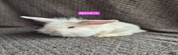 Mini Lop rabbits for sale: Mini Lion Lop Bunnies - Advert 3