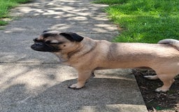Pug dogs for sale: Sweet girl in need of a loving home - Image 1