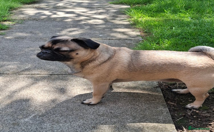 Pug dogs - Advert 1
