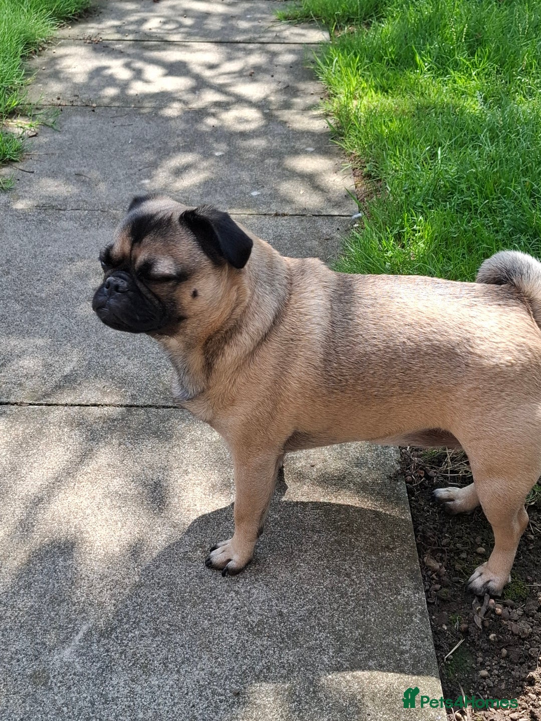 Pug dogs for sale: Sweet girl in need of a loving home - Image 1