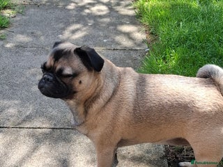 Pug dogs Sweet girl in need of a loving home - Advert 4